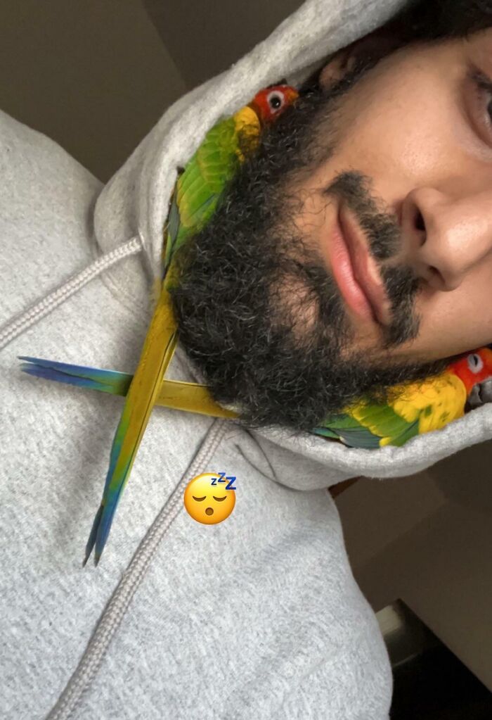Bearded man in gray hoodie with two colorful pet birds resting on his neck, showcasing funny and chaotic pet siblings.