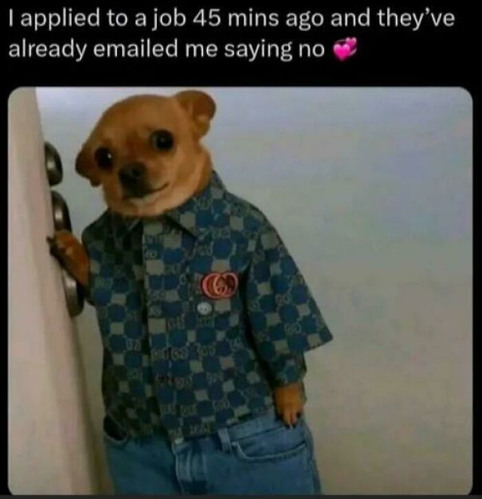 A small dog in a patterned shirt and jeans looks surprised, representing quick job rejection emails and the challenges of recruiting hell.