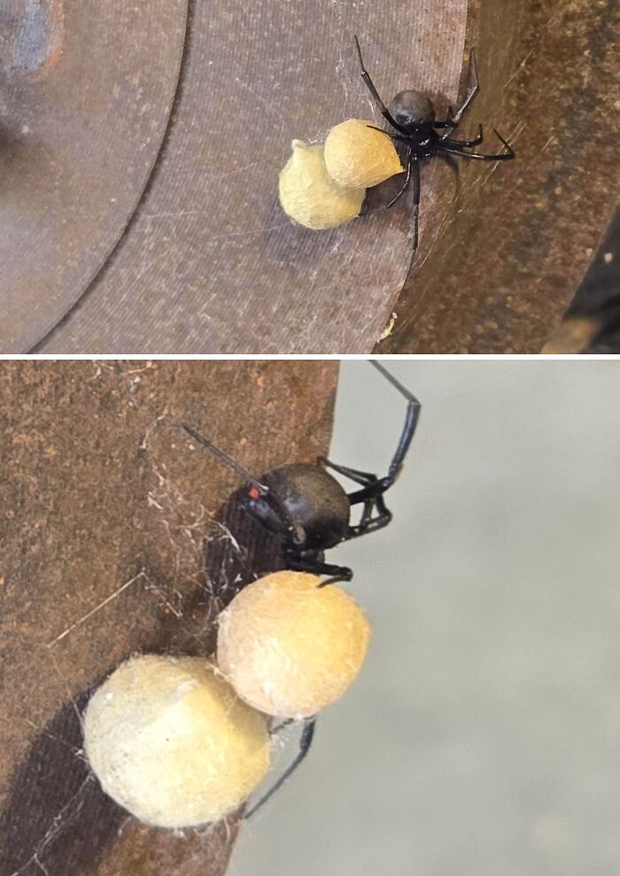 Close-up of a black widow spider with egg sacs inside a car mechanism, showing what car mechanics had to deal with.
