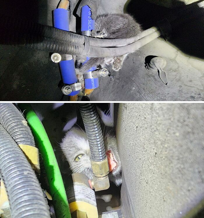 Car mechanics taking pics of a cat stuck among engine hoses to prove the unusual situation they faced.