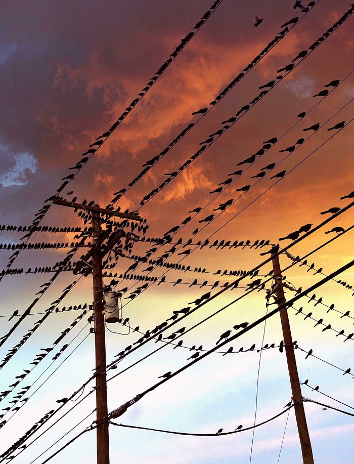 Silhouette of countless birds on power lines against a vibrant sunset sky, a truly satisfying picture.