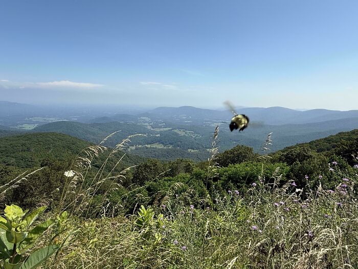 A blurry bee flying over a scenic mountain vista with lush green hills, tall grass, and a clear blue sky. Satisfying picture.