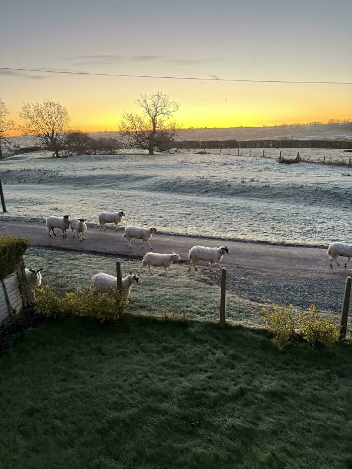 A flock of sheep walking on a country road at sunrise with frosty fields, offering a gentle reset.