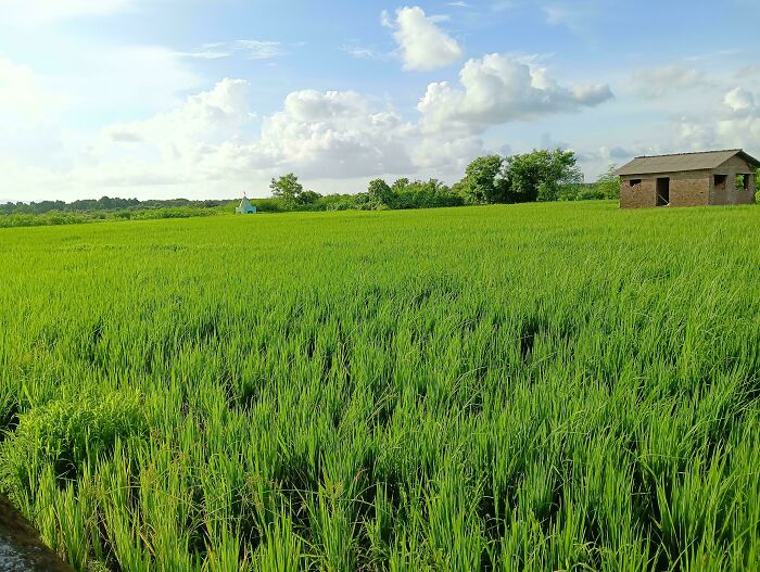 Vast green rice field under a blue sky with fluffy clouds, offering a gentle reset for your day. Satisfying rural landscape.