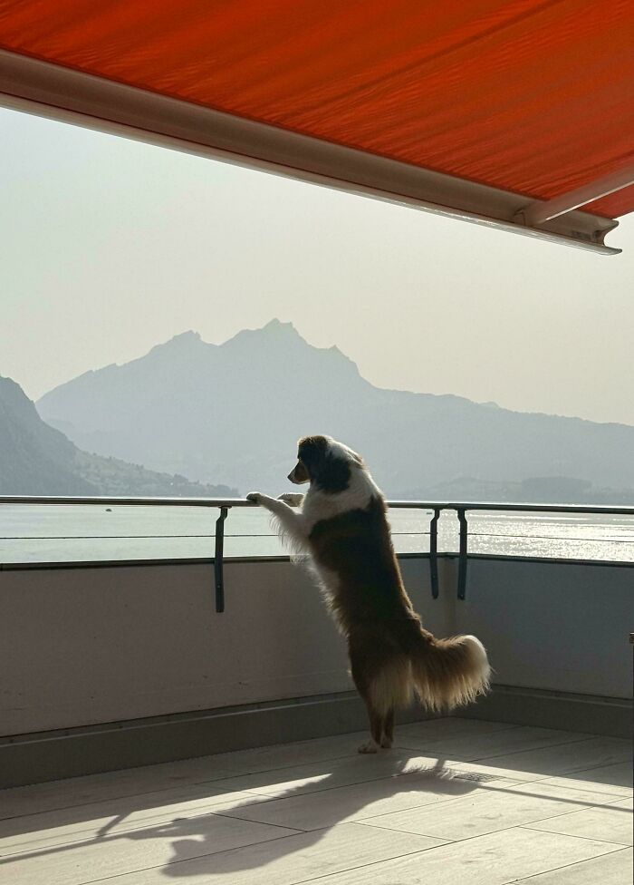 A fluffy dog standing on two legs, looking out over a misty lake and mountains, a gentle reset button for your day.