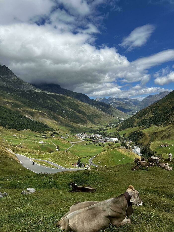 Satisfying picture of cows resting on a grassy hill overlooking a winding road, village, and majestic mountains for a gentle reset.