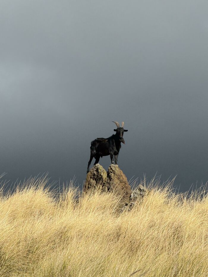A black goat with horns stands on a rock, with golden grass in the foreground and a dark, cloudy sky. Satisfying pictures for a gentle reset.