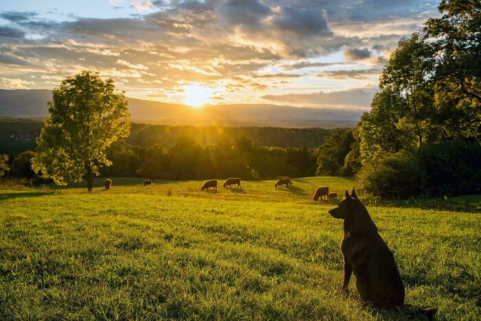 A dog sits in a green field watching cows graze at sunset, a satisfying picture for a gentle reset.