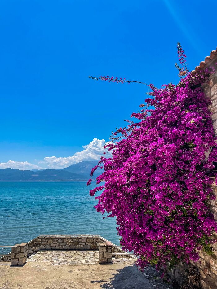 Vibrant purple bougainvillea cascades over a stone wall by serene blue water, mountains, and a clear sky for a gentle reset.