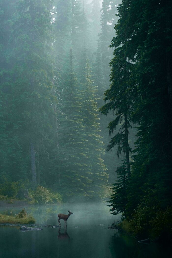 A deer standing in a misty lake surrounded by tall pine trees, a gentle reset button for your day.