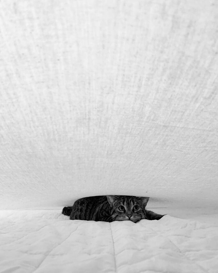 A playful tabby cat peeks out from under white bed sheets, offering a gentle reset for your day with its adorable gaze.
