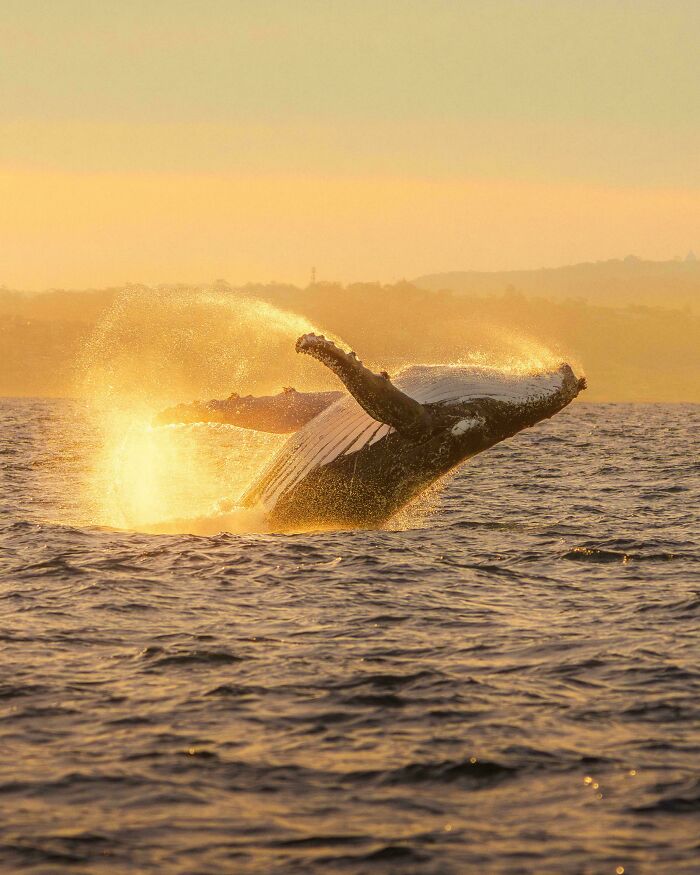 A humpback whale breaches at sunset, illuminated by golden light and splashing water. A gentle reset button for your day.