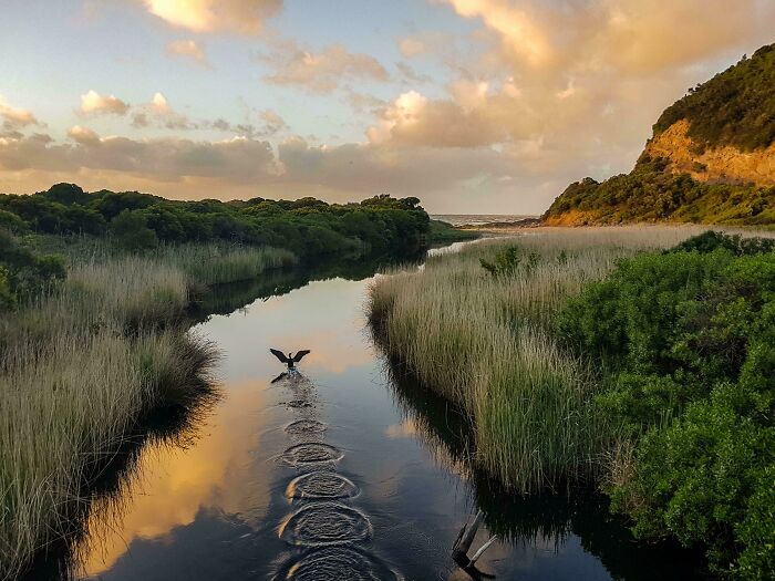 A bird taking flight from a serene river, leaving ripples on the water at sunset. A satisfying picture for a gentle reset.