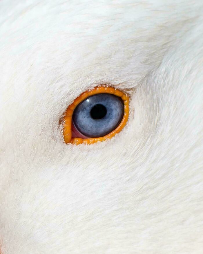 A close-up of a vibrant blue bird eye surrounded by white feathers and an orange eyelid. Satisfying pictures.