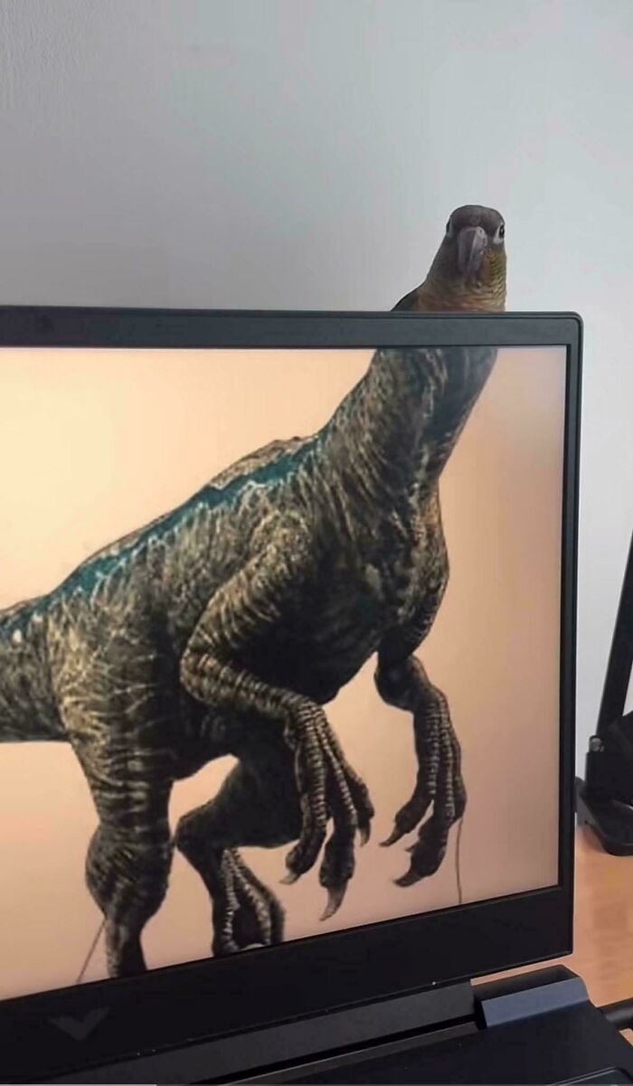 Bird head perfectly aligned with dinosaur body on laptop screen in a weird and confusing cursed image.