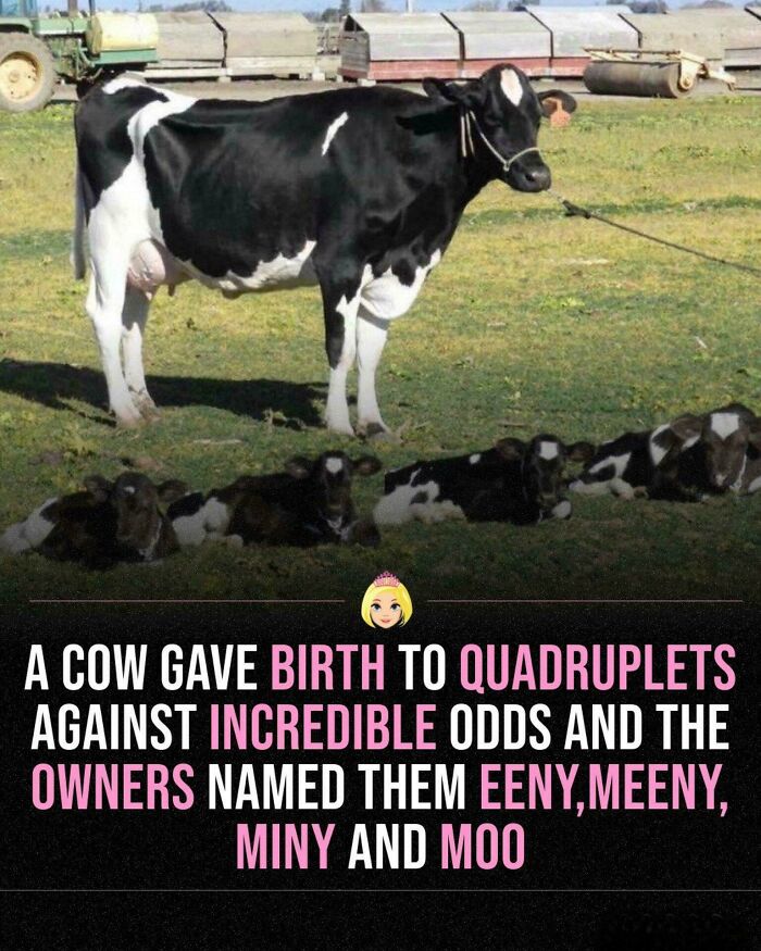 Uplifting post of a cow with quadruplets, a much-needed break from everything going on, defying incredible odds.
