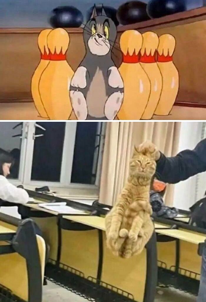 Animated cat surrounded by bowling pins and a cat being held in a confusing and weird photo.