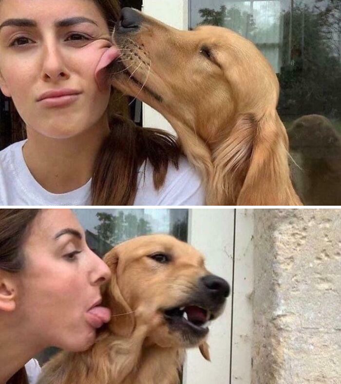 Woman and golden retriever dog licking each other in two funny and confusing images from weird and cursed photo collection.