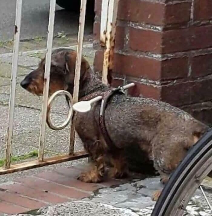 Dachshund stuck behind rusty metal gate with odd object attached, a weird and confusing image you probably won’t unsee.