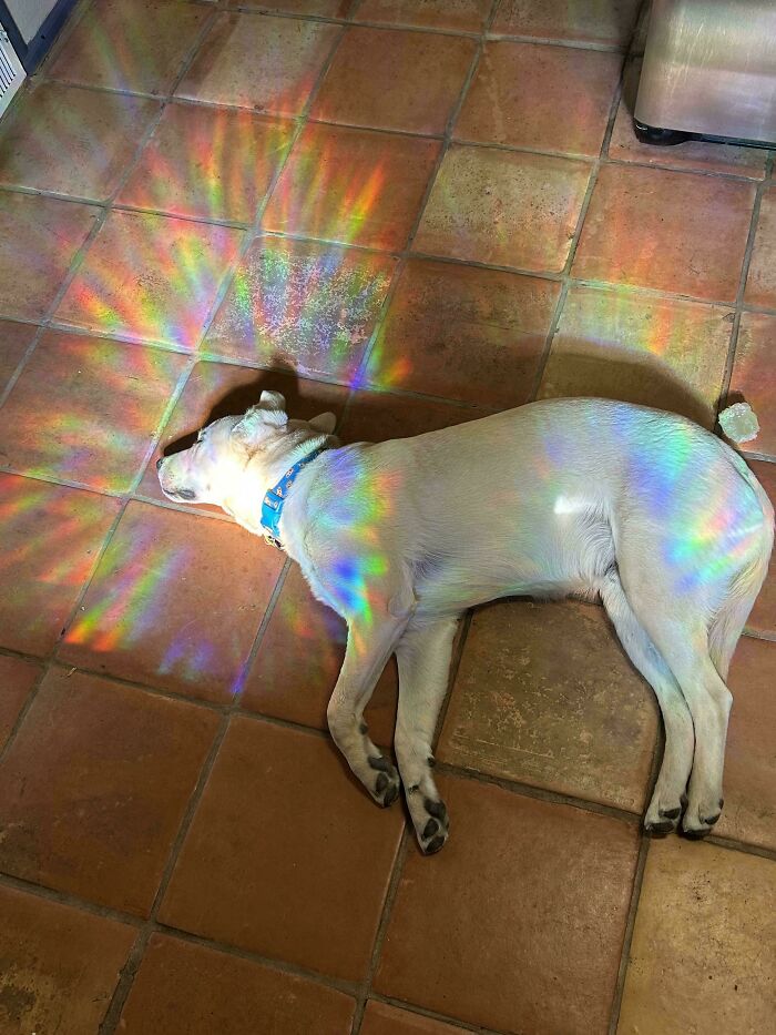 A white dog lying on a tiled floor under a vibrant rainbow prism light, showcasing Accidental Renaissance.