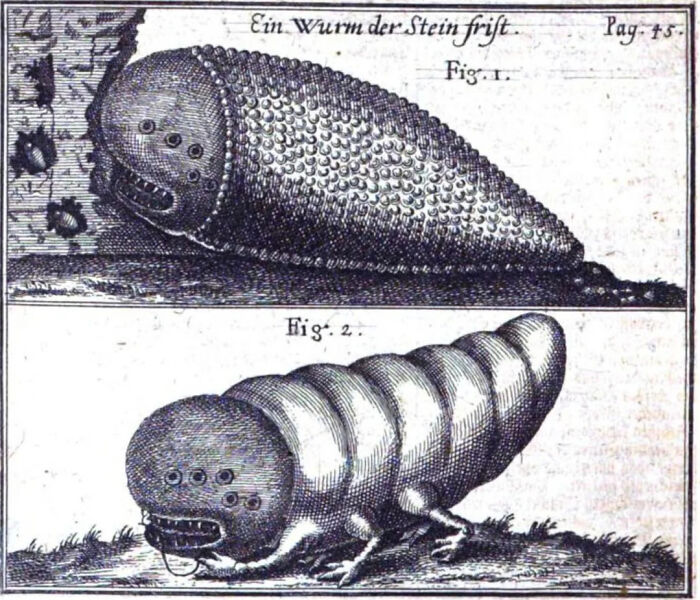 Engraving of mysterious mythical worm creatures, illustrating urban myths and mysterious events with unknown real truth.