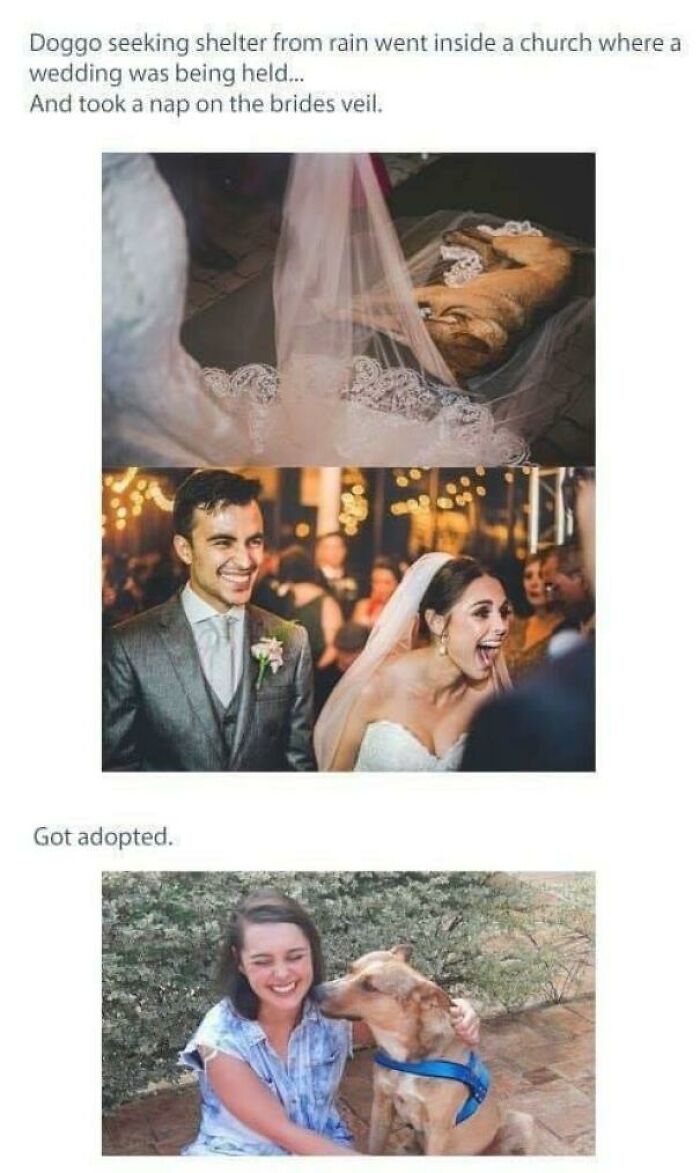 Dog seeking shelter, napping on bride’s veil, then happily adopted, showing heartwarming positivity and love.