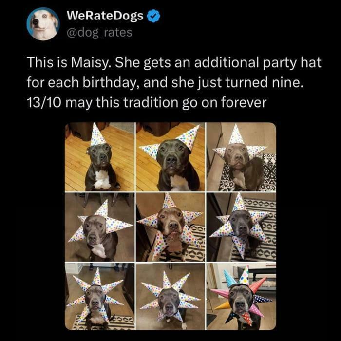 Dog wearing multiple colorful party hats in a heartwarming post to inject positivity and joy into life.