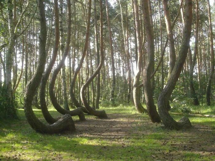 Curved trees in a mysterious forest, illustrating unusual natural phenomena linked to urban myths and unexplained events.