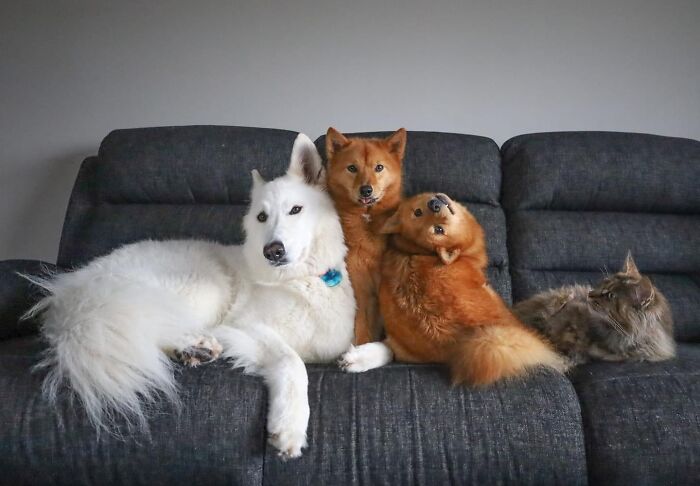 Three dogs and a cat relaxing on a couch, capturing a heartwarming moment injecting positivity and warmth into your life.