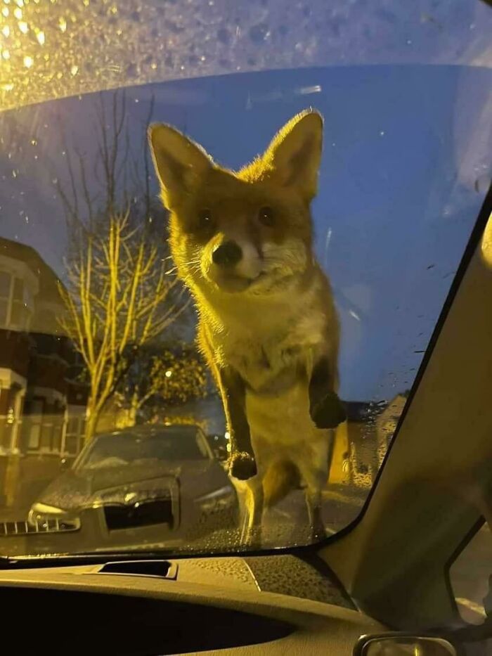 Fox standing on a car windshield at dawn, a heartwarming moment that might inject positivity into your day.