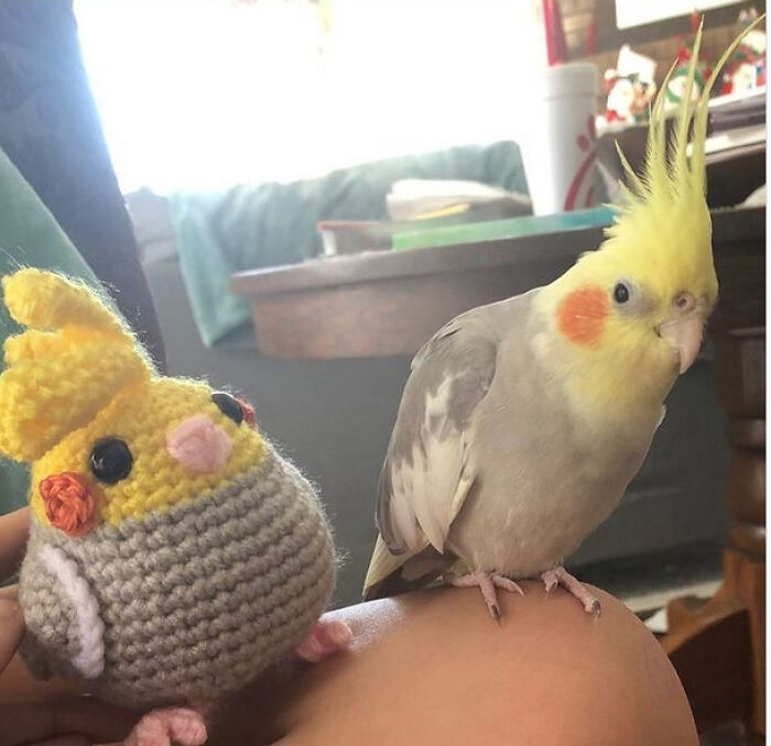 Cockatiel bird perched next to a crocheted bird doll, capturing a heartwarming moment full of positivity and charm.