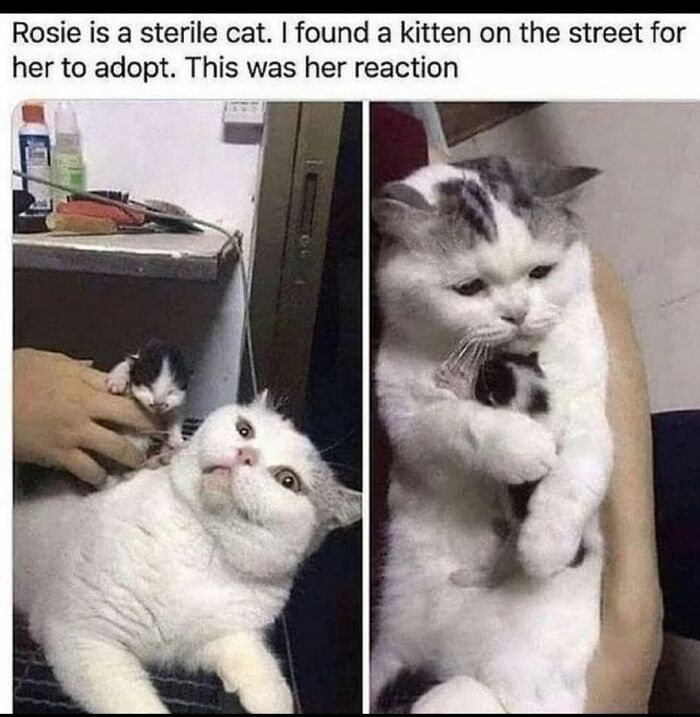 Sterile cat meeting a kitten for the first time showing heartwarming and positive reaction in a comforting embrace.