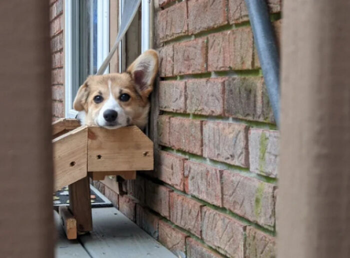 Corgi dog resting its head on a wooden fence, creating a heartwarming moment of positivity and comfort.