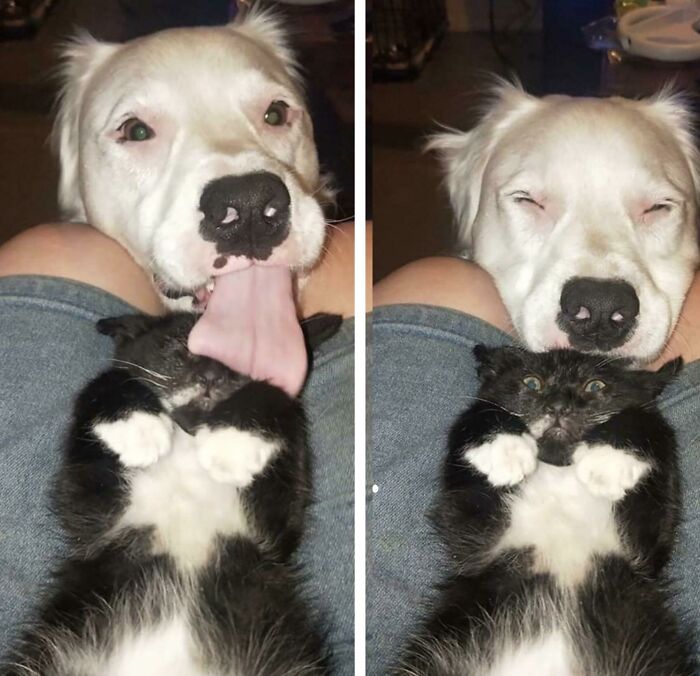 A heartwarming dog licking and cuddling a surprised black and white cat, capturing much-needed positivity and joy.