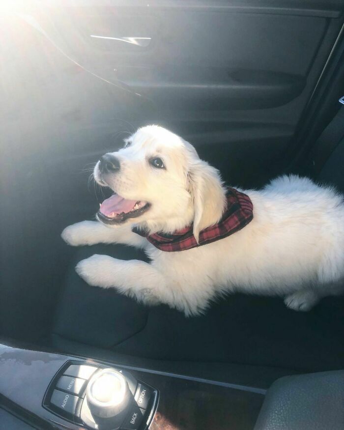 Happy white puppy lying in a car seat wearing a red scarf, radiating heartwarming positivity and joy.
