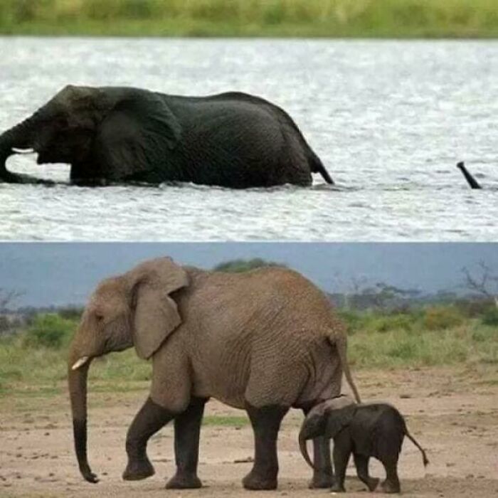 Elephants showing heartwarming moments in nature that might inject positivity and warmth into your life.