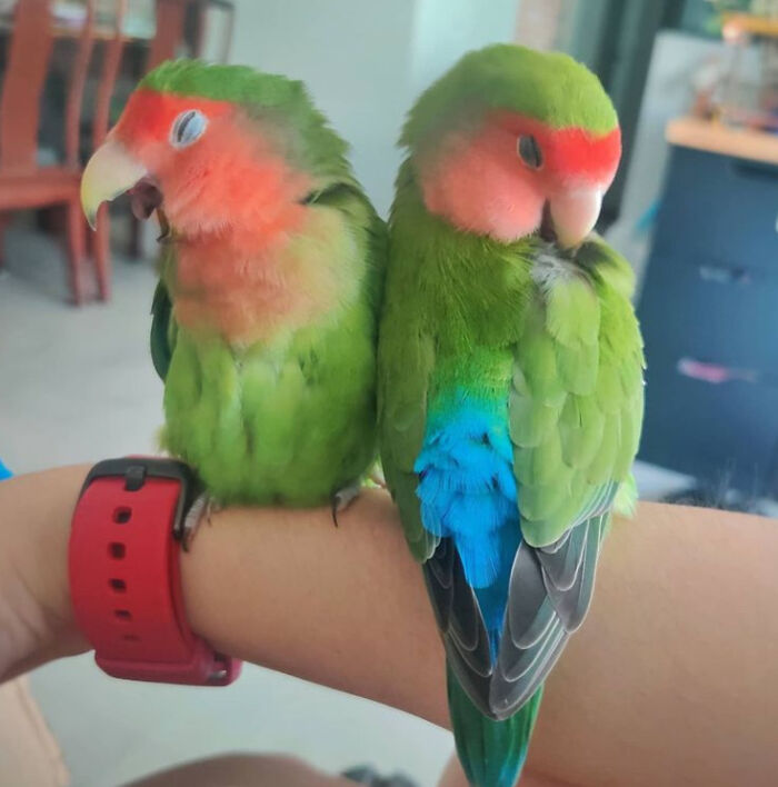 Two colorful lovebirds perched on a wrist, showcasing heartwarming posts that inspire positivity and joy.