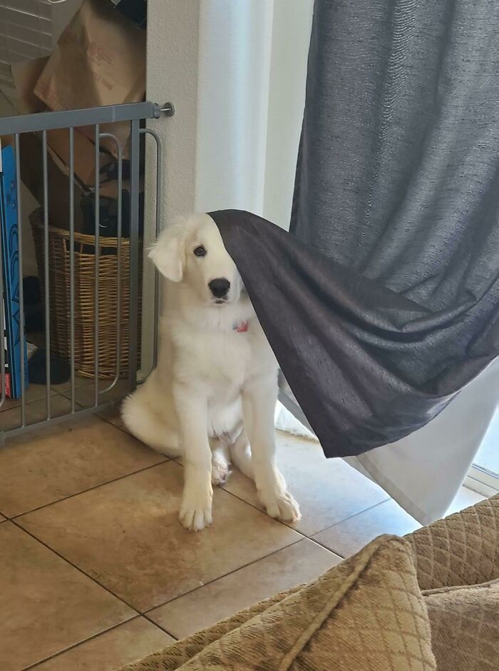 White puppy peeking from behind a curtain indoors, capturing a heartwarming moment full of positivity and warmth.