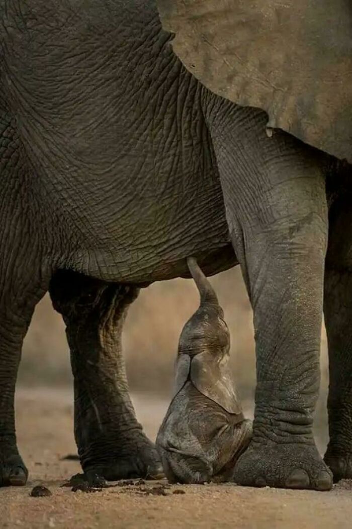 Baby elephant nursing under its mother, showcasing heartwarming moments that inject positivity into life.