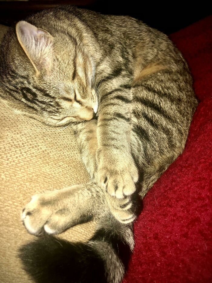 Tabby cat curled up and sleeping peacefully, offering heartwarming comfort and positivity in a cozy setting.