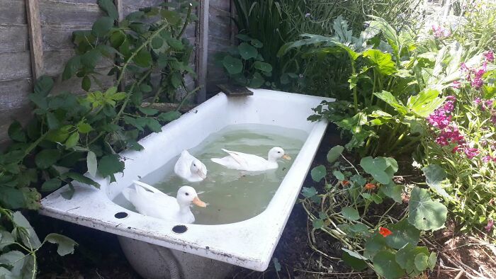 Three white ducks swimming in an outdoor bathtub surrounded by lush green plants creating a heartwarming scene of positivity.