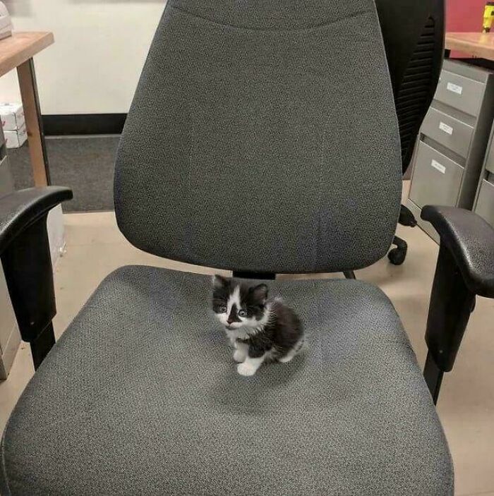 Small black and white kitten sitting on a large office chair, a heartwarming post injecting positivity into your life.