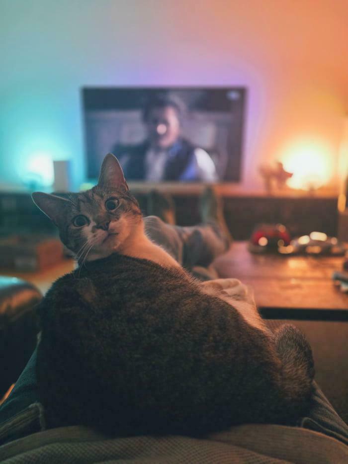 Cozy cat resting on person’s lap in a warmly lit living room, adding heartwarming positivity to the scene.