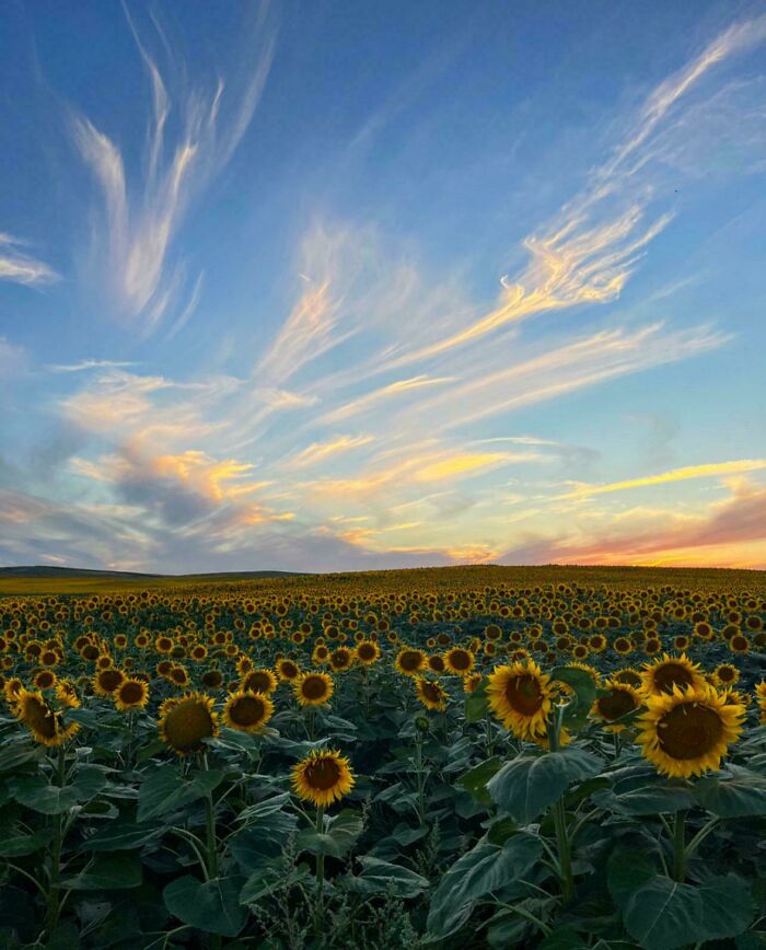 A vast field of sunflowers under a sky with dramatic, colorful clouds. A satisfying picture for a gentle reset.