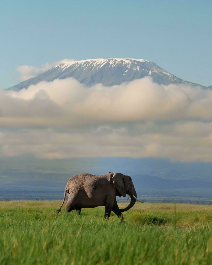 A majestic elephant walks across a green savanna with a snow-capped mountain above the clouds, a gentle reset button for your day.