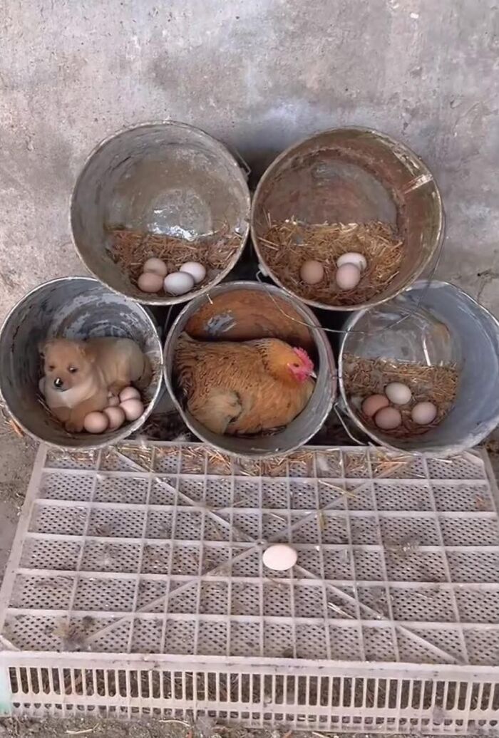 33 Wholesome And Funny Animal Pics That Will Instantly Make Your Day Better (New Pics)