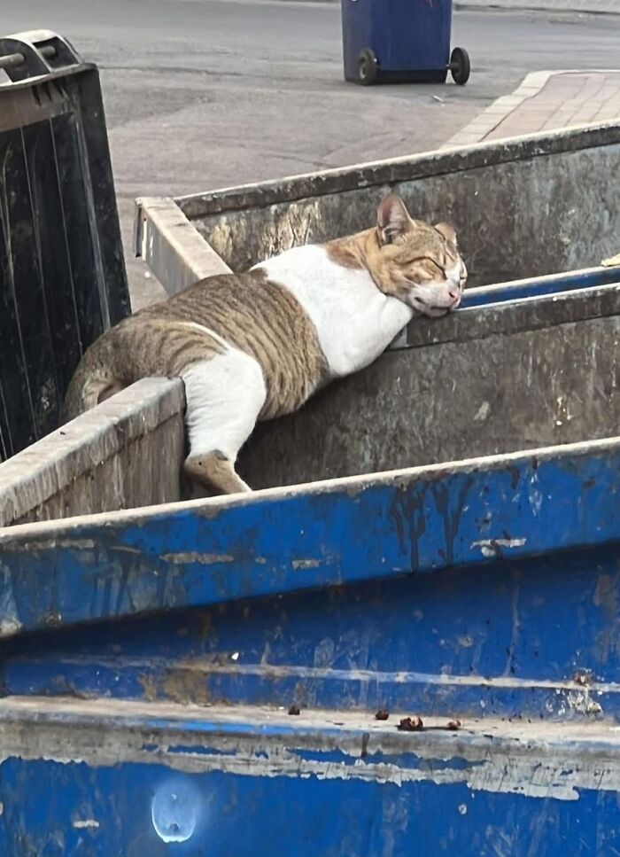 33 Wholesome And Funny Animal Pics That Will Instantly Make Your Day Better (New Pics)