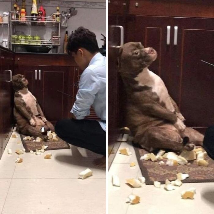 33 Wholesome And Funny Animal Pics That Will Instantly Make Your Day Better (New Pics)