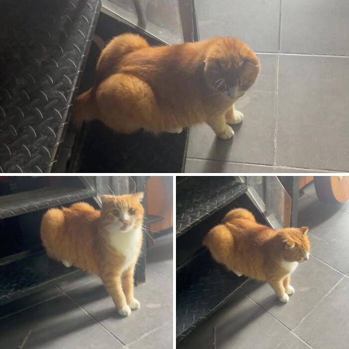 33 Wholesome And Funny Animal Pics That Will Instantly Make Your Day Better (New Pics)