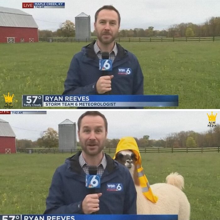 33 Wholesome And Funny Animal Pics That Will Instantly Make Your Day Better (New Pics)